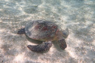 nico 宮古島に投稿された画像（2025/4/23）