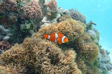 nico 宮古島に投稿された画像（2025/4/23）