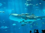 沖縄美ら海水族館に投稿された画像（2025/4/24）
