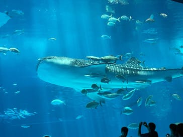 沖縄美ら海水族館に投稿された画像（2025/4/24）