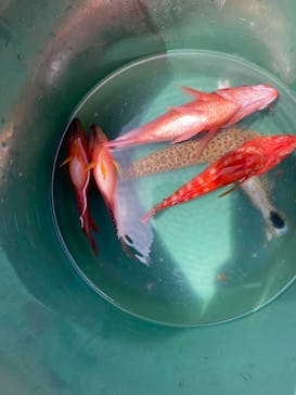 沖縄海うさぎ・海あしびに投稿された画像（2025/4/24）