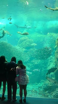 新江ノ島水族館に投稿された画像（2025/4/24）