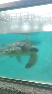 新江ノ島水族館に投稿された画像（2025/4/24）