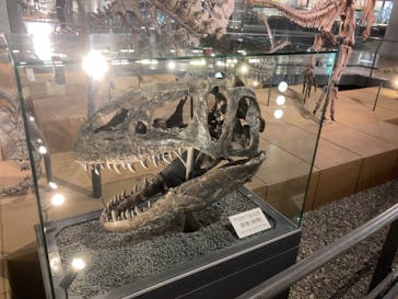 福井県立恐竜博物館に投稿された画像（2025/4/24）