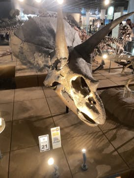 福井県立恐竜博物館に投稿された画像（2025/4/24）