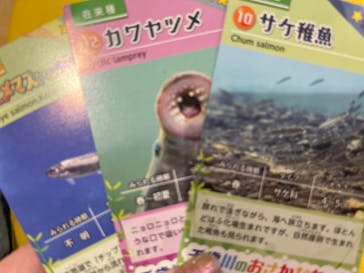 サケのふるさと 千歳水族館に投稿された画像（2025/4/24）