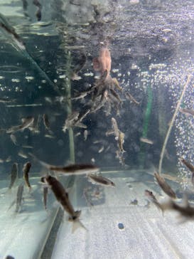 サケのふるさと 千歳水族館に投稿された画像（2025/4/24）