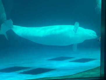 鴨川シーワールドに投稿された画像（2025/4/24）