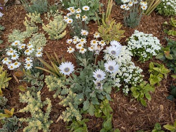 ぎふワールド・ローズガーデンに投稿された画像（2025/4/24）