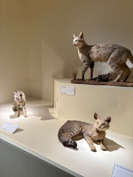 特別展「古代DNA－日本人のきた道」（国立科学博物館）に投稿された画像（2025/4/24）