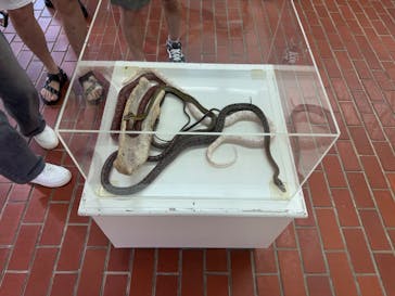 おきなわワールドに投稿された画像（2025/4/24）