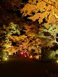 NAKED夜さんぽ™ 石川・那谷寺に投稿された画像（2025/4/24）