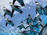 サンシャイン水族館に投稿された画像（2025/4/24）