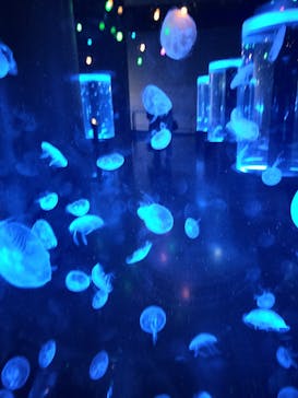 マクセル アクアパーク品川に投稿された画像（2025/4/24）