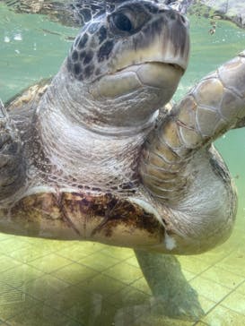 下田海中水族館に投稿された画像（2025/4/24）