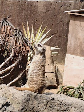 伊豆シャボテン動物公園に投稿された画像（2025/4/25）