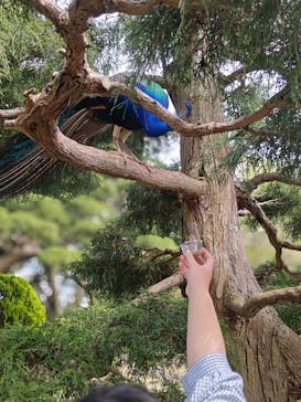 伊豆シャボテン動物公園に投稿された画像（2025/4/25）