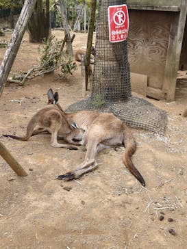伊豆シャボテン動物公園に投稿された画像（2025/4/25）
