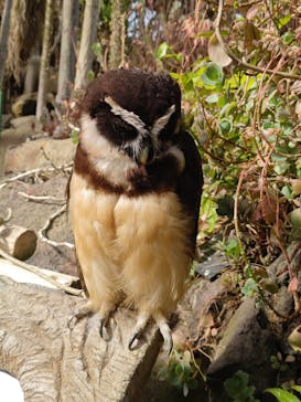 伊豆シャボテン動物公園に投稿された画像（2025/4/25）