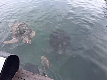 串本海中公園水族館に投稿された画像（2025/4/25）