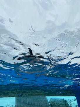 サンシャイン水族館に投稿された画像（2025/4/25）