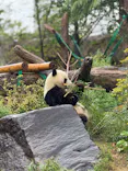 恩賜上野動物園に投稿された画像（2025/4/25）