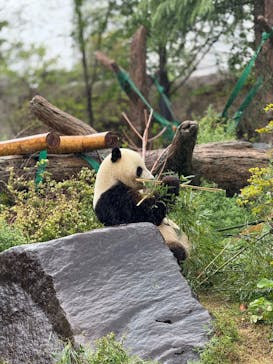 恩賜上野動物園に投稿された画像（2025/4/25）