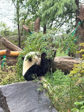 恩賜上野動物園に投稿された画像（2025/4/25）