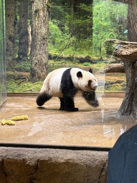 恩賜上野動物園に投稿された画像（2025/4/25）