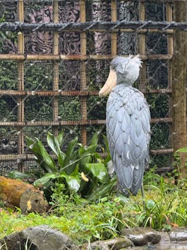 恩賜上野動物園に投稿された画像（2025/4/25）