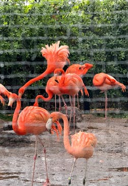 恩賜上野動物園に投稿された画像（2025/4/25）