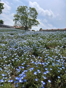 こうべアグリパークネモフィラの丘2025に投稿された画像（2025/4/25）