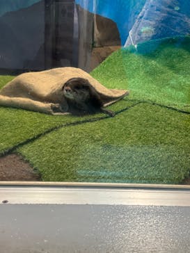 のとじま水族館に投稿された画像（2025/4/25）