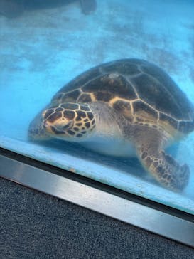 のとじま水族館に投稿された画像（2025/4/25）
