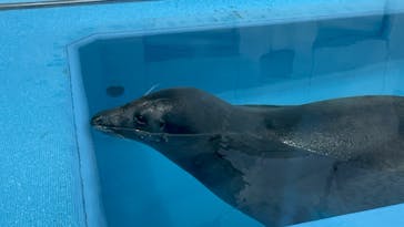 のとじま水族館に投稿された画像（2025/4/25）