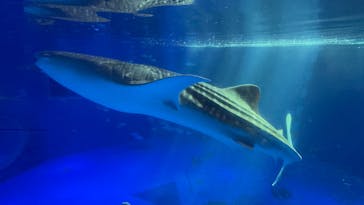 のとじま水族館に投稿された画像（2025/4/25）