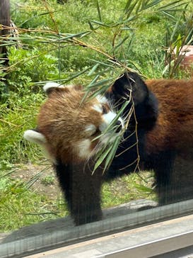 天王寺動物園に投稿された画像（2025/4/25）
