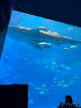 沖縄美ら海水族館に投稿された画像（2025/4/25）