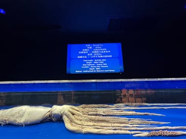 沖縄美ら海水族館に投稿された画像（2025/4/25）