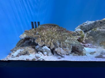 沖縄美ら海水族館に投稿された画像（2025/4/25）