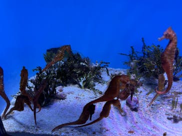 沖縄美ら海水族館に投稿された画像（2025/4/25）