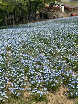 こうべアグリパークネモフィラの丘2025に投稿された画像（2025/4/25）