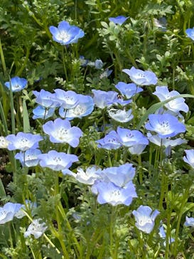 こうべアグリパークネモフィラの丘2025に投稿された画像（2025/4/25）