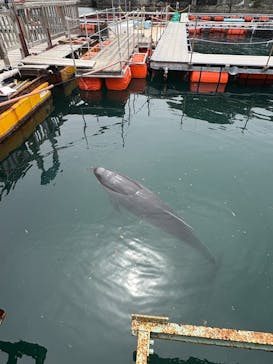 下田海中水族館に投稿された画像（2025/4/25）