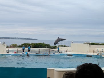 沖縄美ら海水族館に投稿された画像（2025/4/25）