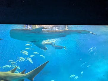 沖縄美ら海水族館に投稿された画像（2025/4/25）