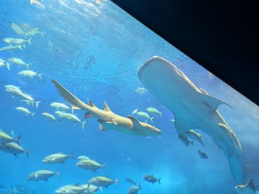 沖縄美ら海水族館に投稿された画像（2025/4/25）