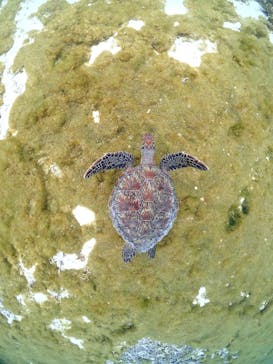 宮古島マリンショップSmileyに投稿された画像（2025/4/25）