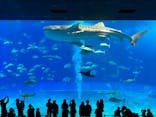 沖縄美ら海水族館に投稿された画像（2025/4/25）
