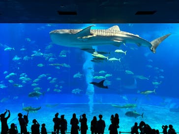 沖縄美ら海水族館に投稿された画像（2025/4/25）
